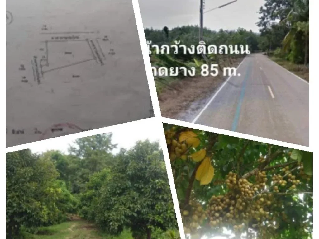 ขายที่สวนติดถนนลาดยาง 2 ไร่ 3 งาน56 ตรว