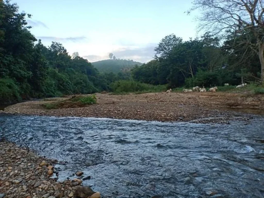 ขายที่ดินติดลำธาร น้ำมวบ อสันติสุข จน่าน