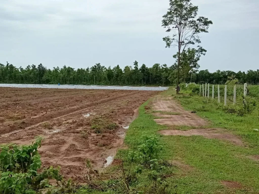 ขายที่ดิน 21 ไร่ ในชุมชน บ้านกลาง ติดถนนสองด้าน ไฟฟ้าประปาพร้อม แบ่งแปลงจัดสรรได้