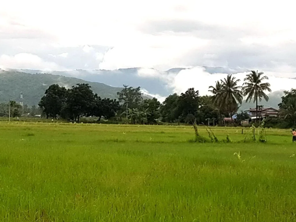 ขายที่ 2 ไร่ โฉนด ติดถนนคอนกรีต เห็นวิวภูเขาสวย บรรยากาศดี