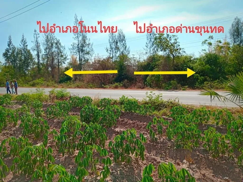 ขายที่ดินติดถนนเส้นหลัก โนนไทย-หนองสรวง ราคาถูกสวยมากๆไม่ต้องถม