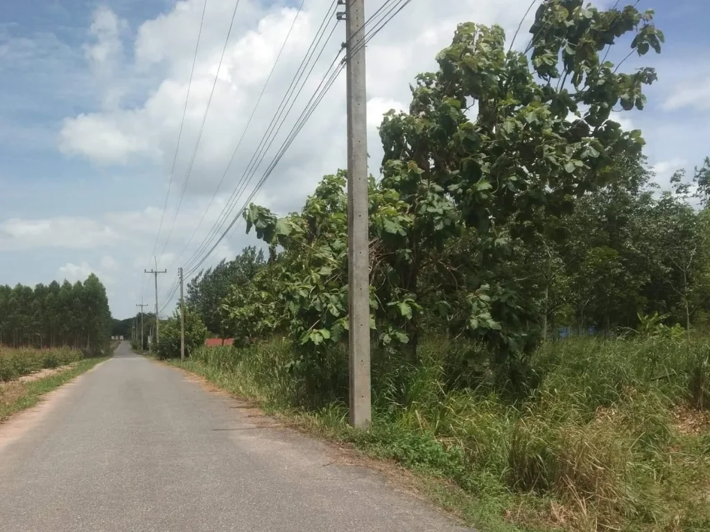 ขายที่ิดินสวนยาง 4ไร่ ติดถนนลาดยางซอย ไฟฟ้า น้ำประปาหมู่บ้านพร้อมใช้ ที่ไม่เปลี่ยว ซอยหนองวง3-เนินคะนอง ตหนองอิรุณ บ้านบึงชลบุรี