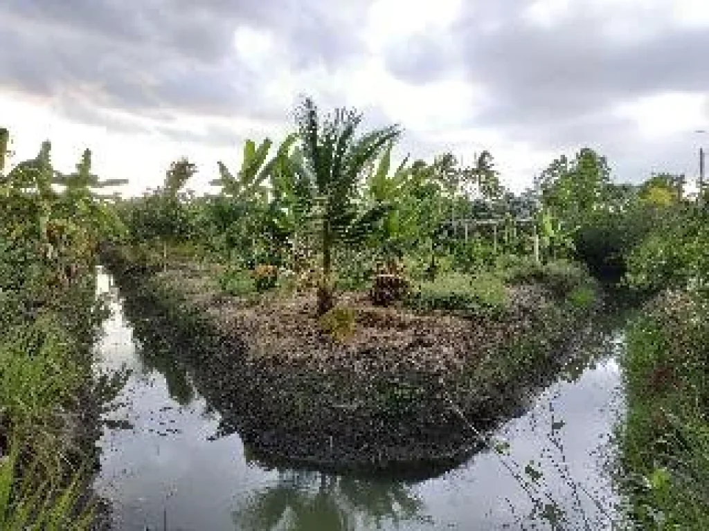 ขายที่ดินพร้อม พืชผล และที่ที่พัก