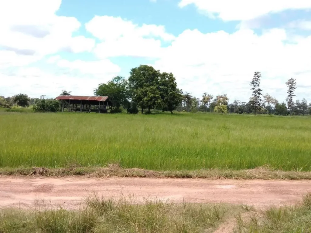 ที่นาแบ่งล๊อคไร่ละ 1000000 บาท ตบัวงาม อเดชอุดม จอุบลฯ