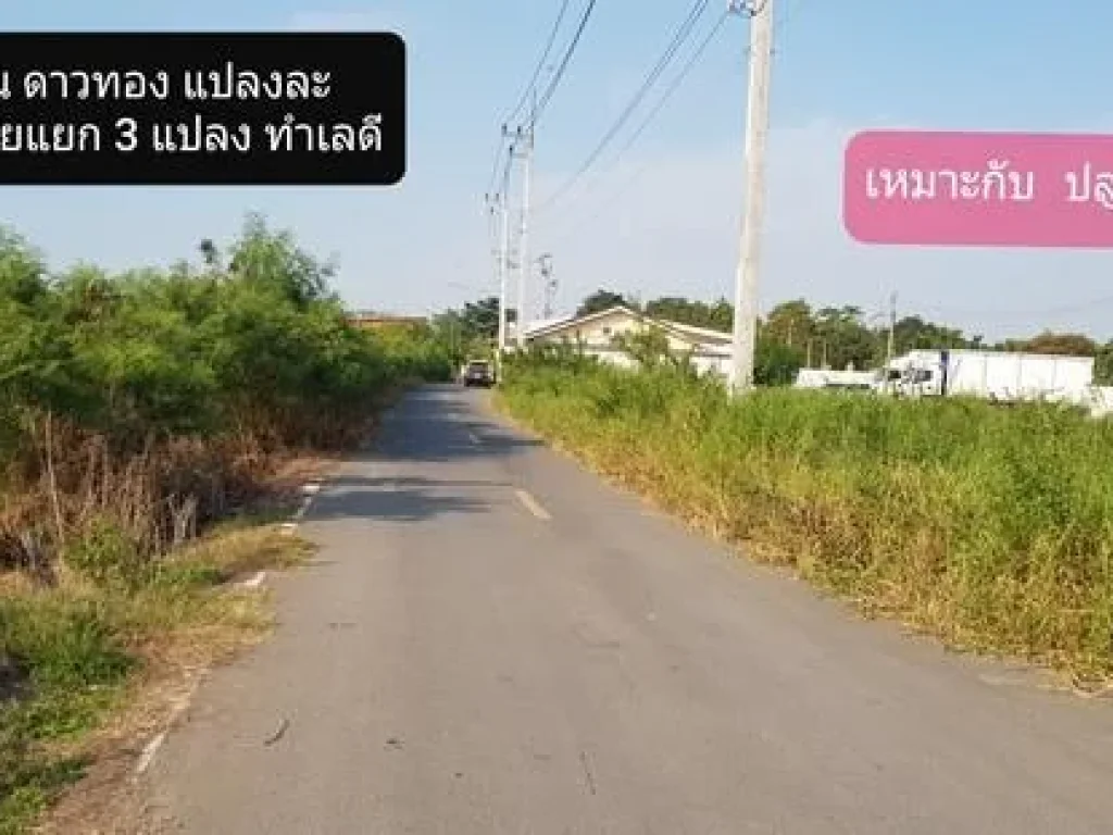 ที่ดินสวย สร้างบ้านดี ถนนดาวทอง 100 ตรว ราคาถูก