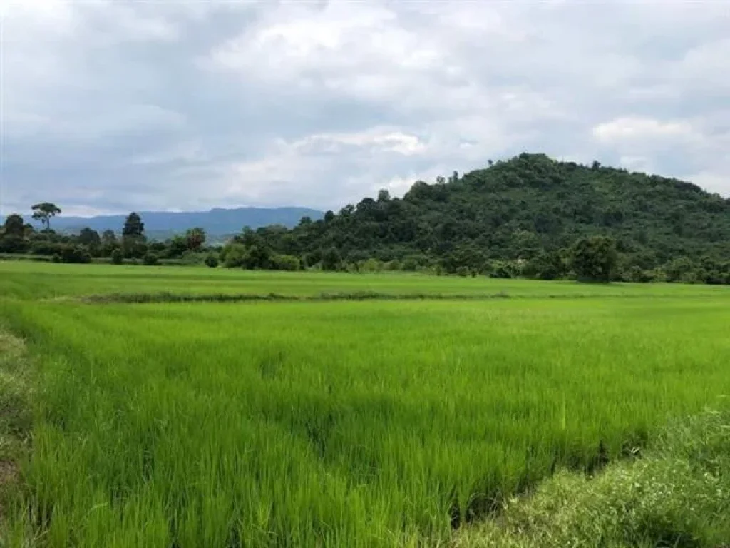 ที่ดินโฉนด ทำเกษตร ราคาถูกสุด มี 4 เเปลง ใน อ บ้านนา นครนายก