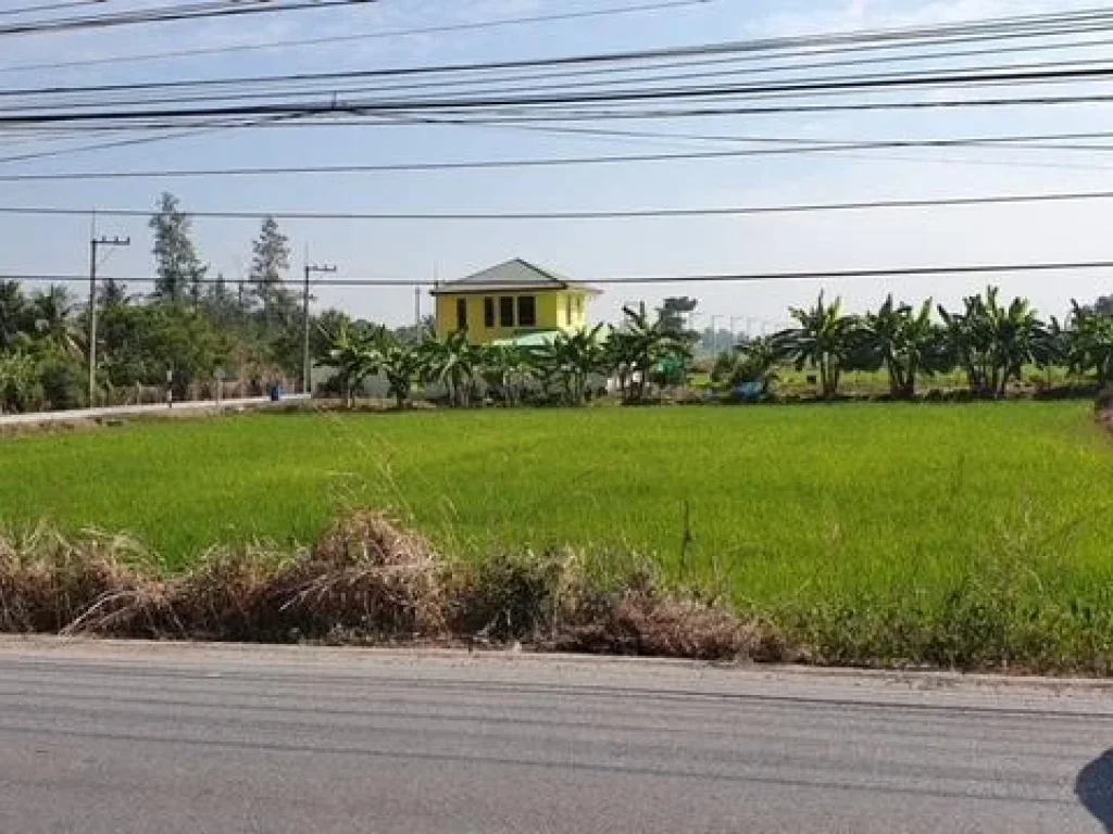 ที่ดินหัวมุม 200 ตรวติดถนนสองด้าน บึงบอน35 คลอง8 ปทุมธานี