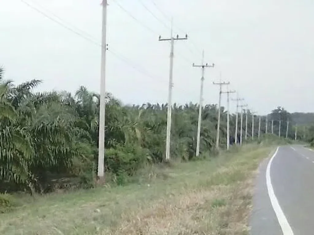 ขายที่ดินสวนปาล์มพร้อมเก็บผลผลิตหน้าติดถนนลาดยาง ไฟฟ้า น้ำประปาพร้อม ห่างแหล่งชุมชนไม่มาก ทางเข้าออกสะดวกได้หลายทาง ตธาตุทองบ่อทองชลบุรี