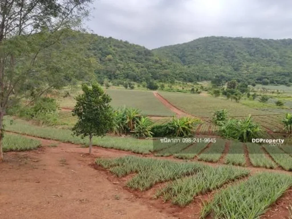 Land for sale Wang pong Pranburi - Great Hillside view - Preserve area for wild peacock Contact Tik 0982419645