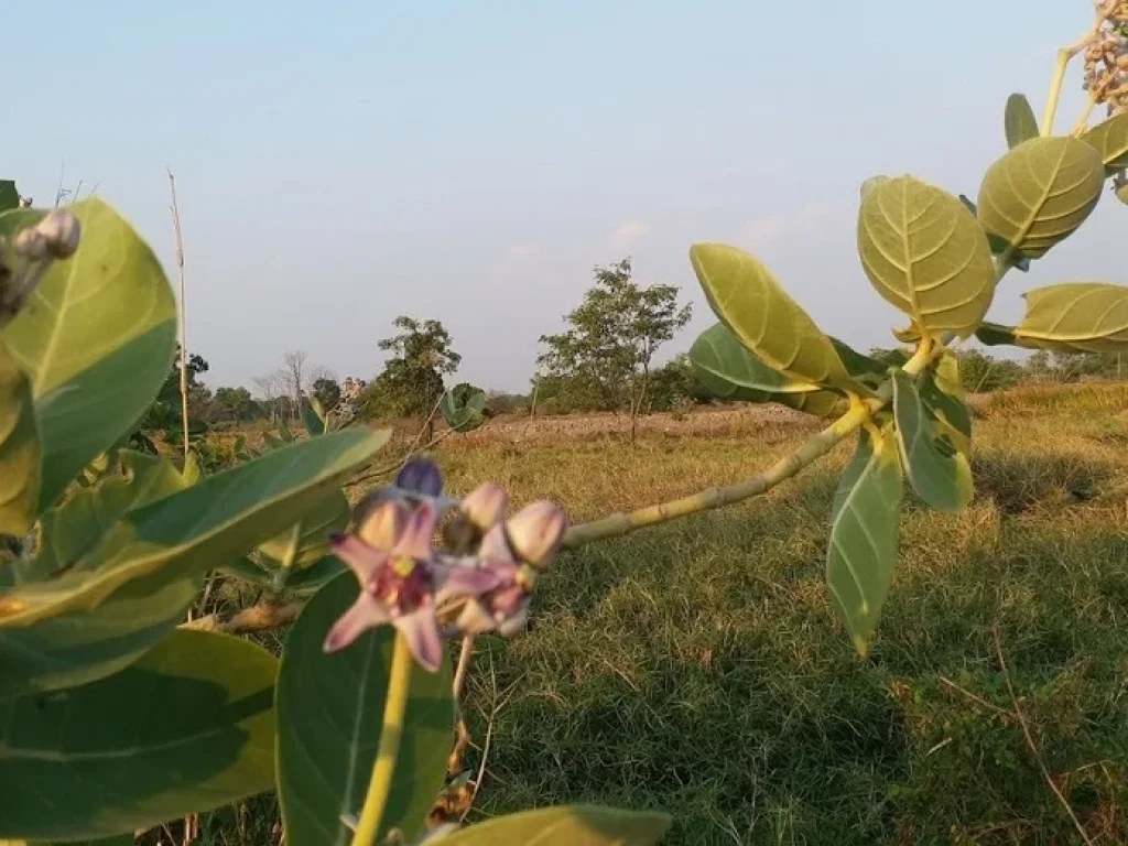 ที่ดินแปลงสวย ติดเลค วิวงาม ในสนามกอล์ฟสุวรรณภูมิ สดได้ผ่อนได้เอาที่สะดวก T062-1574449