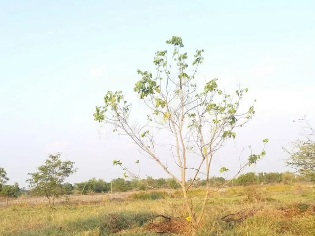 ที่ดินแปลงสวย ติดเลค วิวงาม ในสนามกอล์ฟสุวรรณภูมิ สดได้ผ่อนได้เอาที่สะดวก T062-1574449