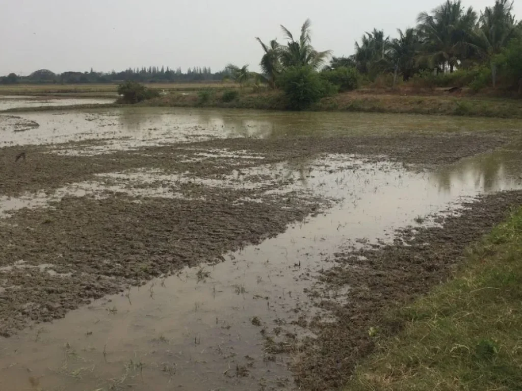 ขายที่ดิน 10 ไร่ อยู่ย่านหนองจอก อท่ายาง จ เพชรบุรี