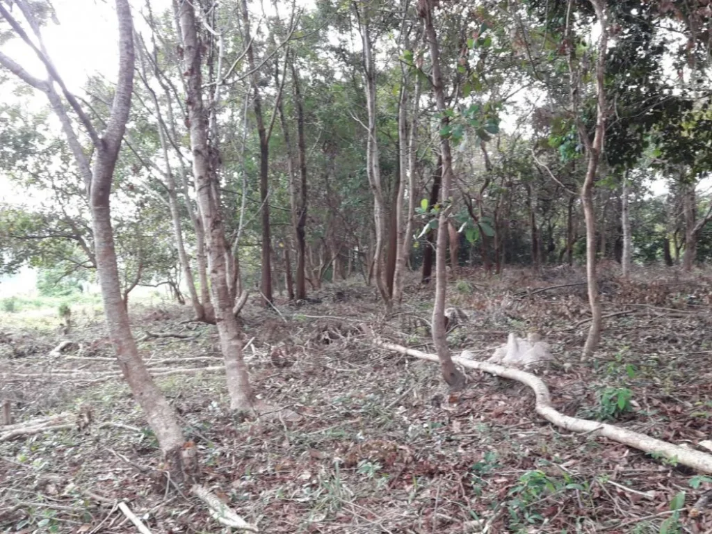 ขายที่ดิน จังหวัดตราด อยู่ในเขตชุมชน เอกสารสิทธิเป็นโฉนดทั้งหมด