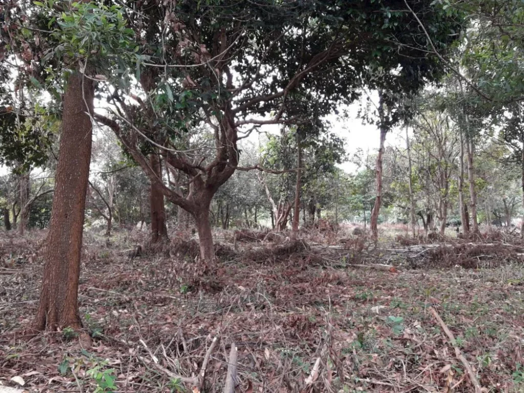 ขายที่ดิน จังหวัดตราด อยู่ในเขตชุมชน เอกสารสิทธิเป็นโฉนดทั้งหมด