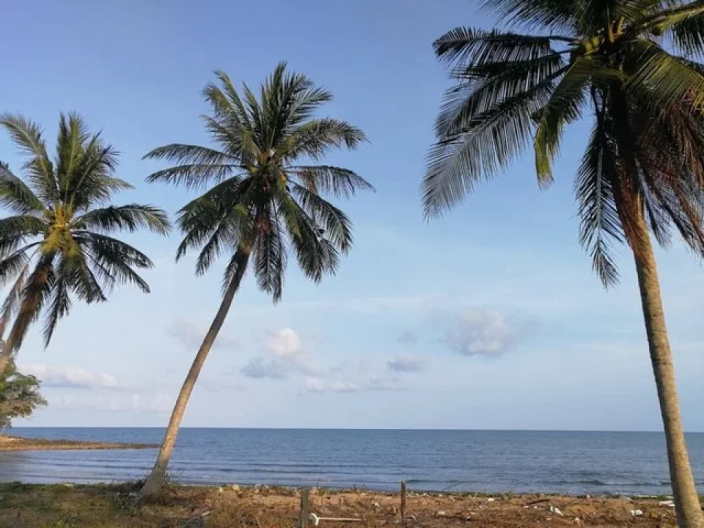 ขายที่ดินติดชายหาดคอเขา อหลังสวน จชุมพร เนื้อที่ 4ไร่ครึ่ง ราคาไร่ละ 45ล้านบาท