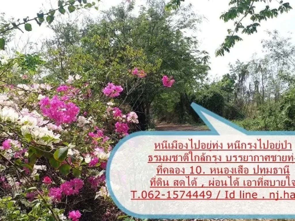 ที่ดินแปลงสวย เลียบคลอง 10 กม3 หนองเสือ ปทุมธานี ที่ดินสวยแหล่งธรรมชาติ T062-1574449