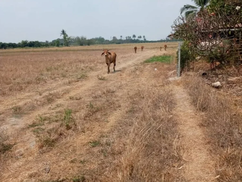 ขายที่ดิน 2 ไร่ 2งาน อเมืองฯ ต ตลิ่งชัน จ สุพรรณบุรี