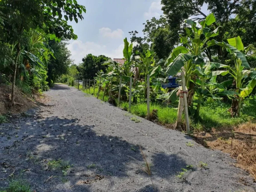 ขายที่ดินแถวพญาชมภู ติดลำเหมือง พญาชมภูสารภีเชียงใหม่