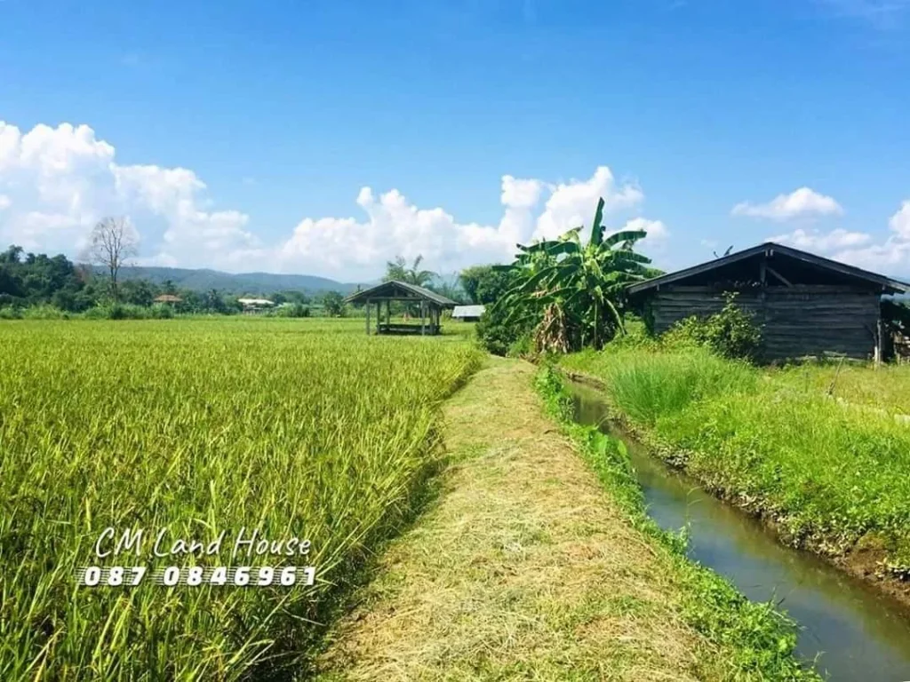 ขายที่นาราคาถูก อแม่แตง จเชียงใหม่ ขนาด 3-3-54 ไร่ บรรยากาศดีมากๆ วิวธรรมชาติ ติดลำเหมือง เป็นโฉนดที่ดิน มีถนนเข้าออก