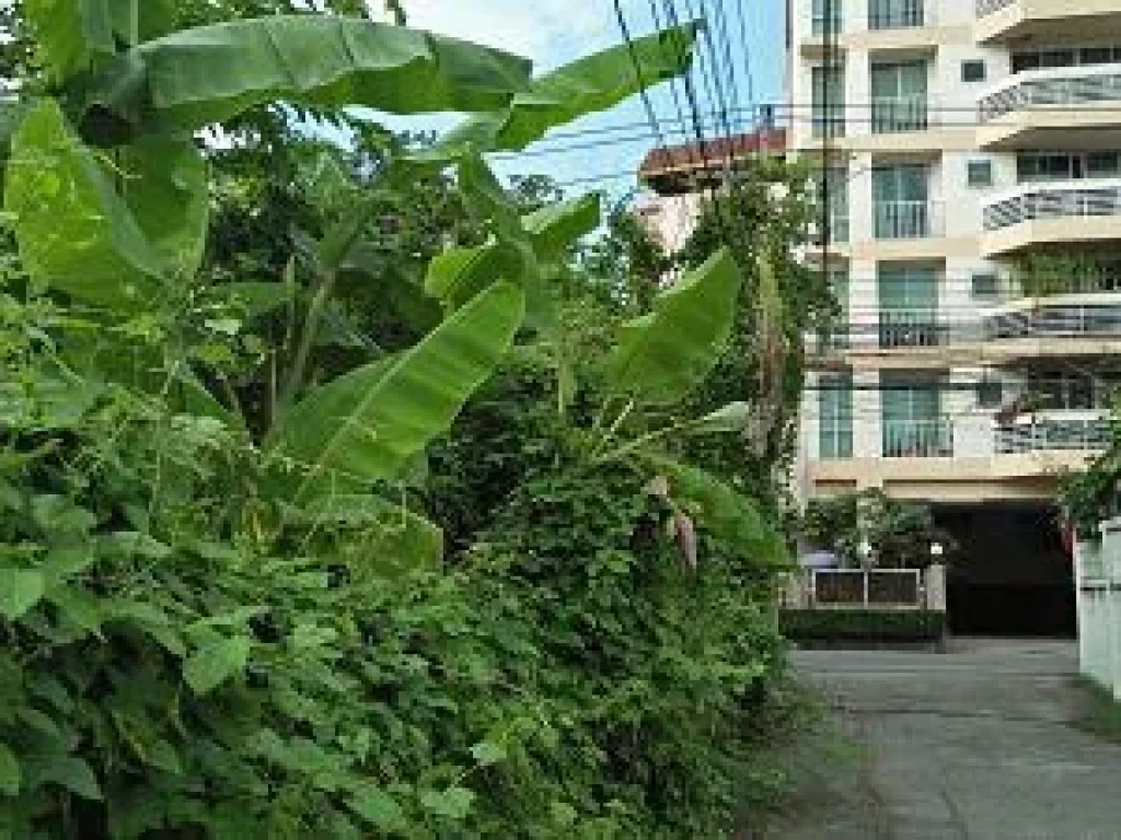 RENT LAND SMALL AREA 404 SQM in Middle Soi Sukhumvit71