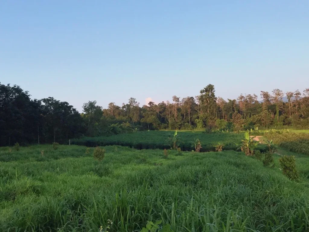 ขายที่ดิน 7 ไร่ ห่างทางหลวง 100 กว่าเมตร โฉนดเข้าออกสะดวก 7 ไร่