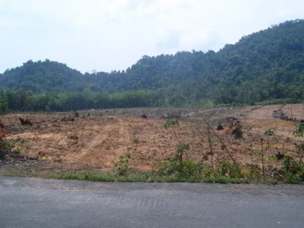 ขาย ที่ดิน แปลงย่อย เจ๊กแบ้ เกาะช้าง จังหวัด ตราด Land Separated plot for sale on Jek Bae Koh Chang Trat Province Thailand