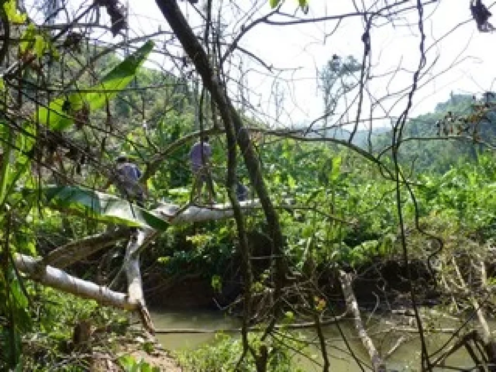 ขายที่ดิน 200 ไร่ เหมาะปลูกยางพารา หนองบัวลำภู