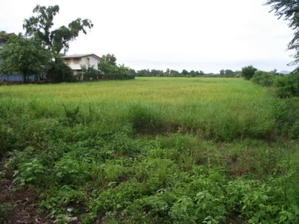 ขายที่ดิน 7 ไร่ ห่างถนนสายหลัก 21 แค่ 200 เมตร อเมืองเพชรบูรณ์