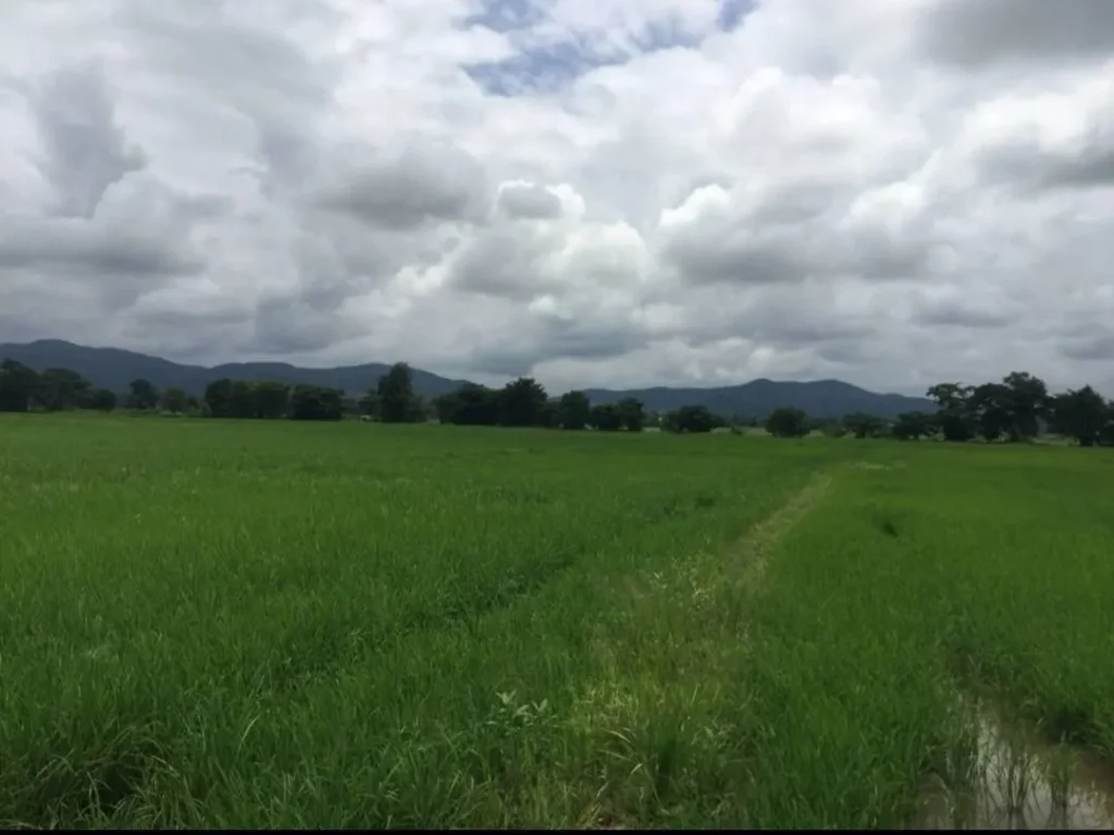 ขายที่ดินลวงเหนือดอยสะเก็ต ขายยกแปลง เชียงใหม่