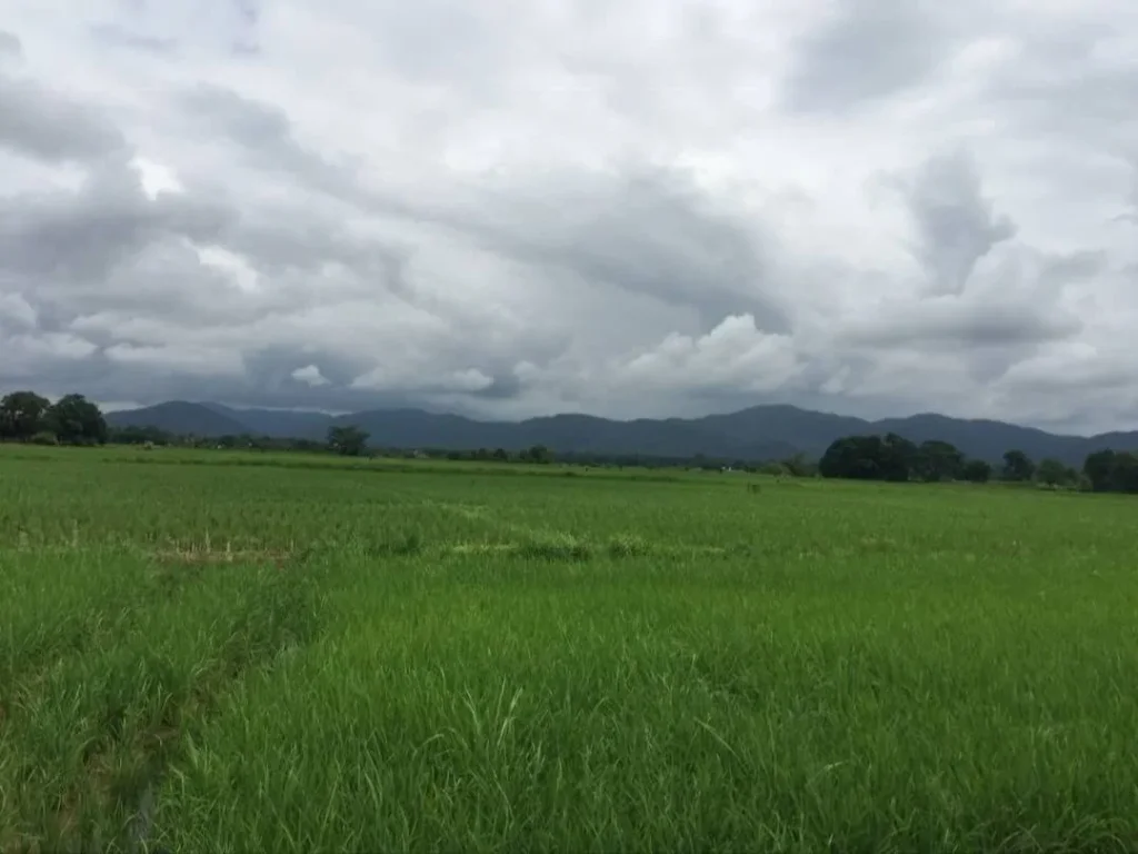 ขายที่ดินลวงเหนือดอยสะเก็ต ขายยกแปลง เชียงใหม่