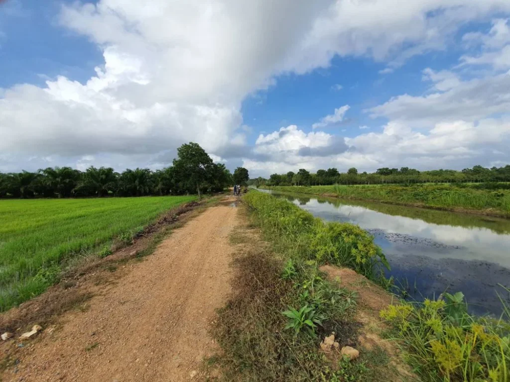 ประกาศขาย ที่ดิน สวนปาล์ม อชะอวด จนครศรีฯ ด่วน 