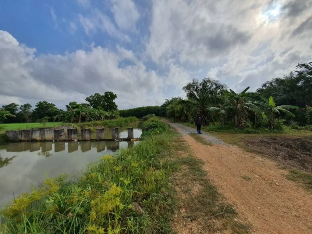 ประกาศขาย ที่ดิน สวนปาล์ม อชะอวด จนครศรีฯ ด่วน 