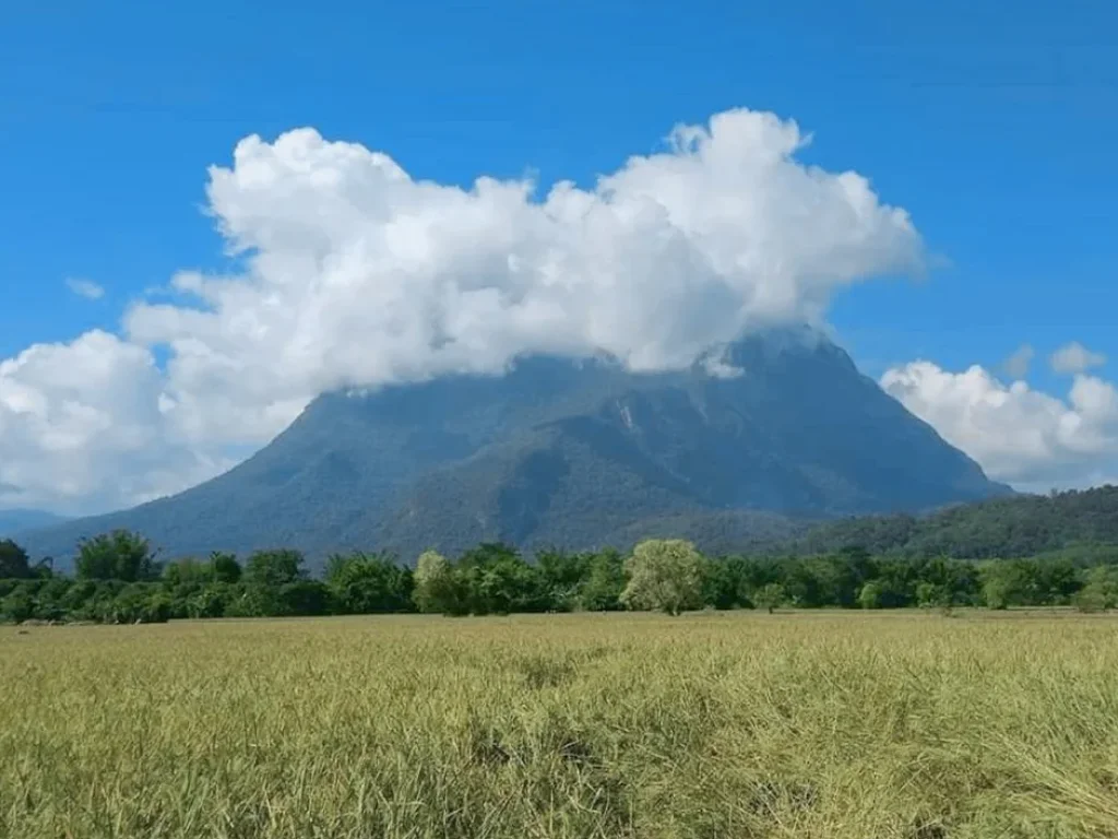 ขายที่ดินวิวภูเขา วิวหมอก เชียงดาวเชียงใหม่