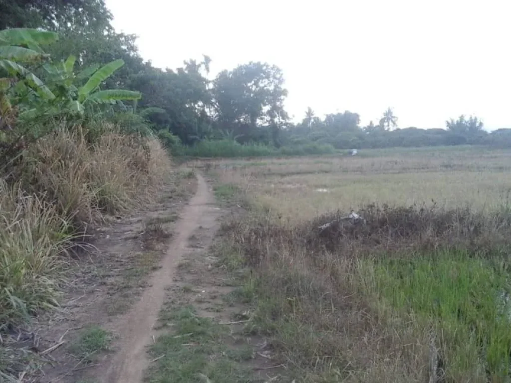 ขายที่ดินติดถนนคอนกรีต บ้านแม สันป่าตองเชียงใหม่