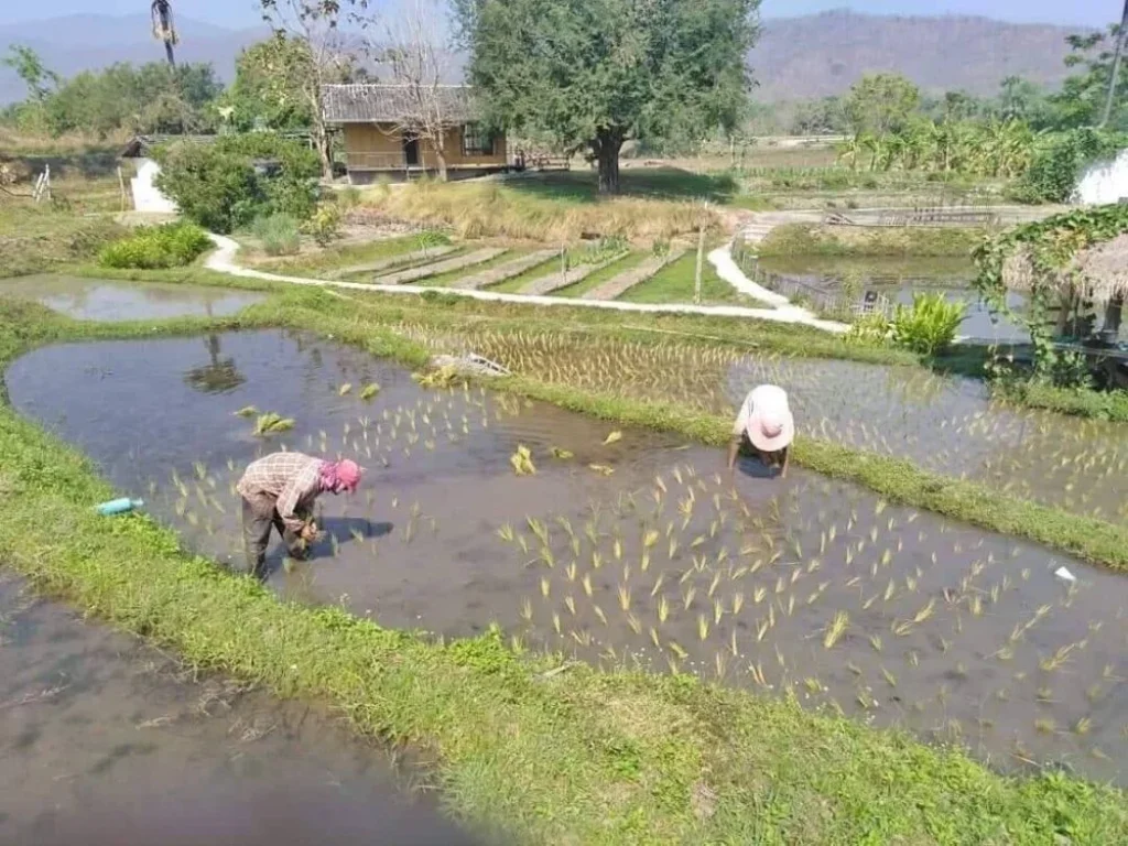 ขายที่สวนรีสอทร์เดิม จอมทอง วิวภูเขา เชียงใหม่