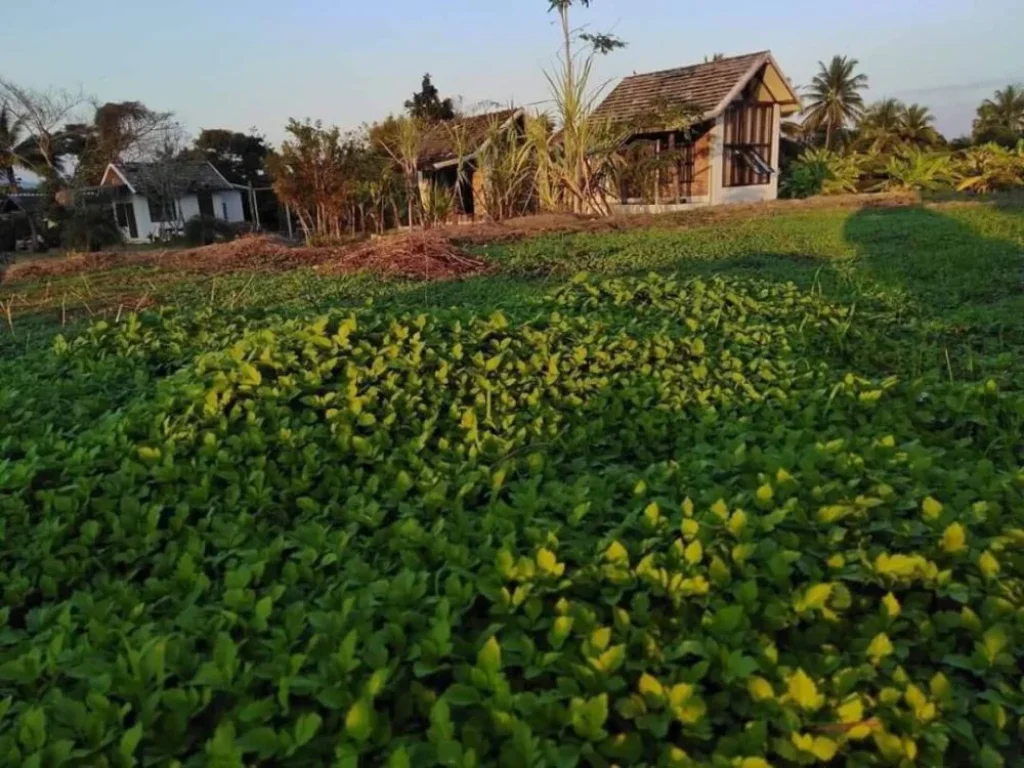 ขายที่สวนรีสอทร์เดิม จอมทอง วิวภูเขา เชียงใหม่