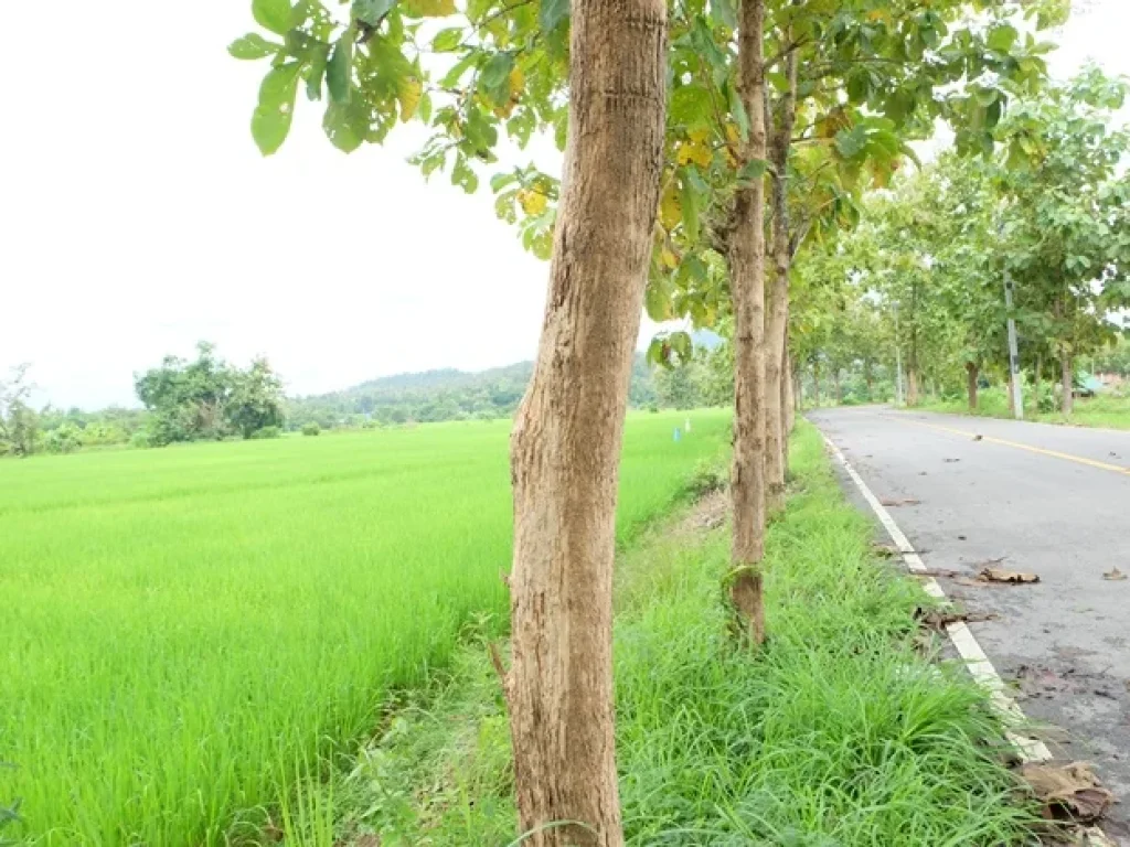 ที่สวยเหมาะทำหมู่บ้านจัดสรร หรือลงทุนที่พัก