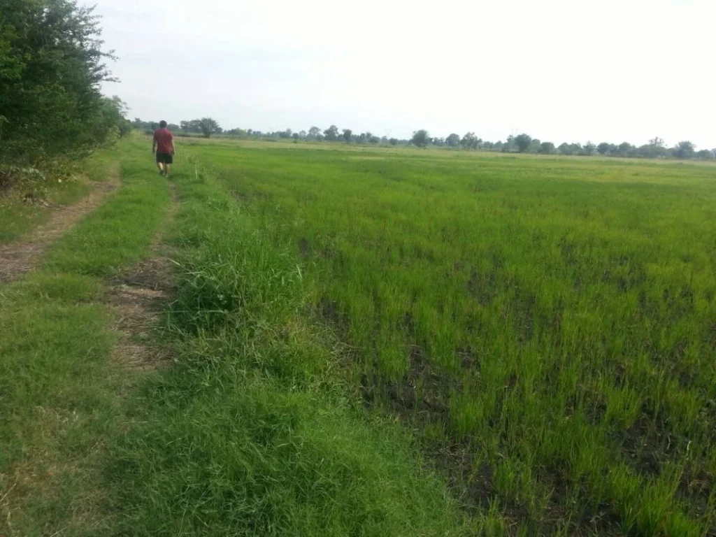 ที่ดินแปลงสวยงาม ธรรมชาติน่ายล