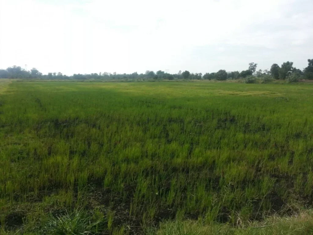 ที่ดินแปลงสวยงาม ธรรมชาติน่ายล