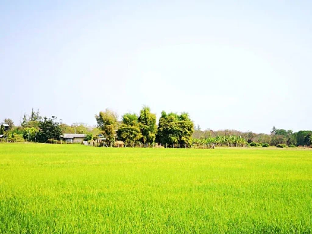 ขายที่ดิน ที่นา พร้อมโรงเลี้ยงไก่ สันป่าตอง เชียงใหม่