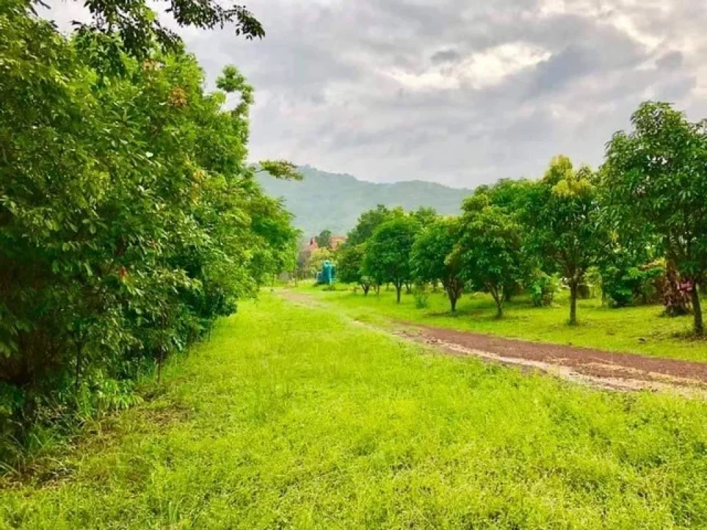 ขายที่ดิน 20 ไร่ มีผลไม้หลากหลายชีวิต พร้อมไม้มีค่าสุดคุ้ม อเมือง จปราจีนบุรี