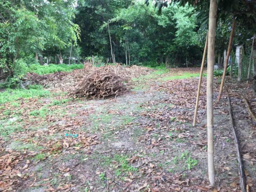 ขายที่ดินติดถนนสองด้าน ค้าขายได้ ขี้เหล็กแม่ริมเชียงใหม่