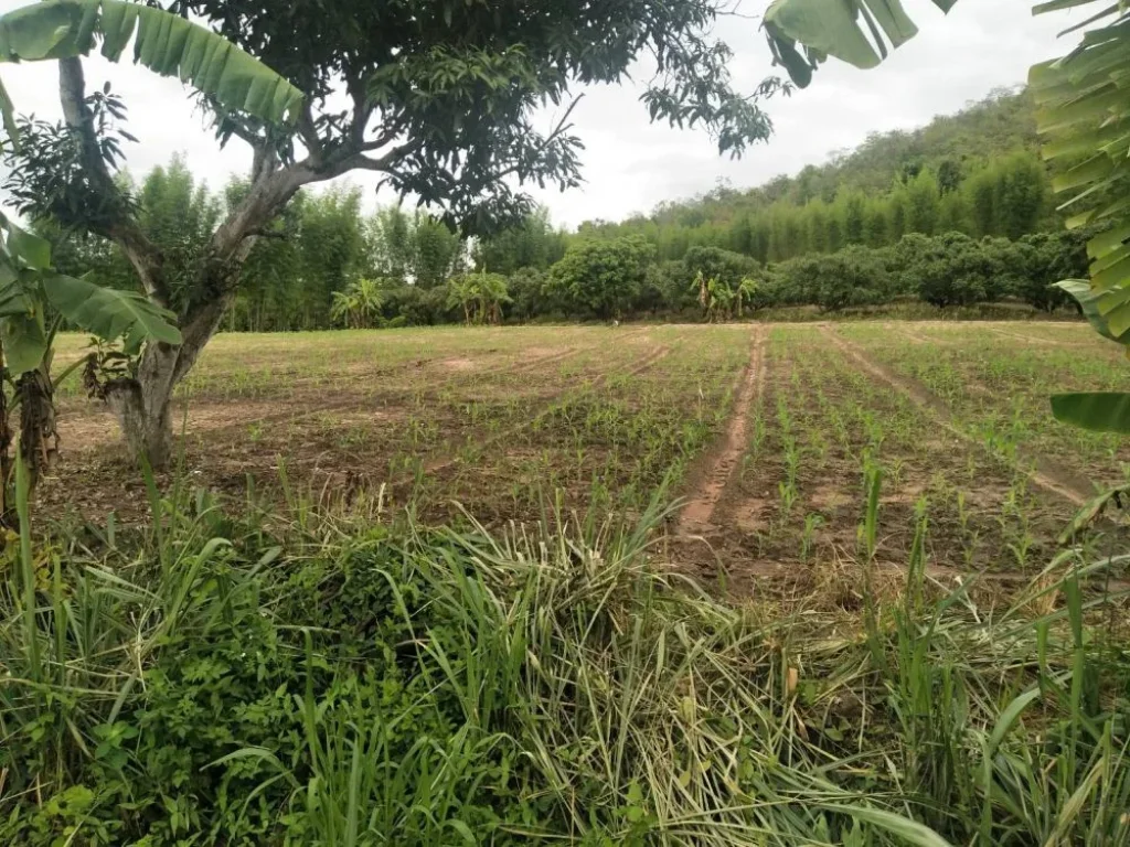 ขายที่ดินวิวดอย ติดถนนหลัก เชียงดาว เชียงใหม่