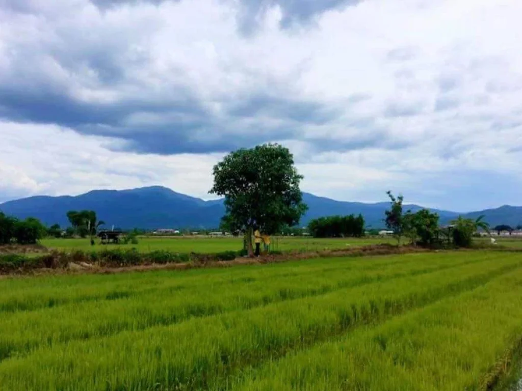 ขายที่ดินวิวดอย สันโป่งแม่ริม มีลำเหมือง เชียงใหม่