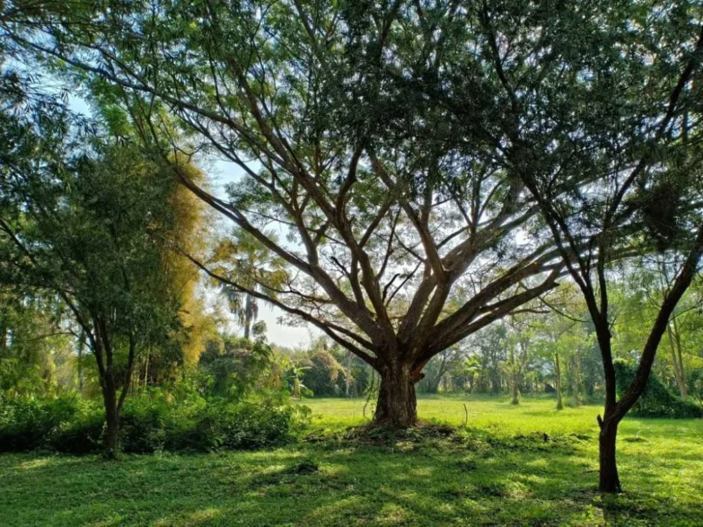 ขายที่ดินติดถนนคอนกรีต พืชสวนโลก เชียงใหม่