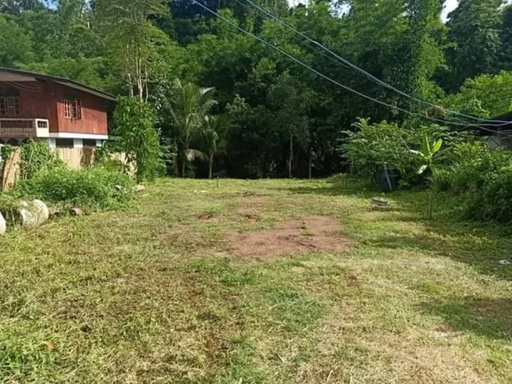 ขายที่ดินติดธารน้ำ แม่นะ เชียงดาว เชียงใหม่