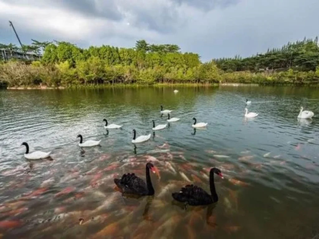 ขายคอนโดเขาใหญ่ โครงการ Swan Lake