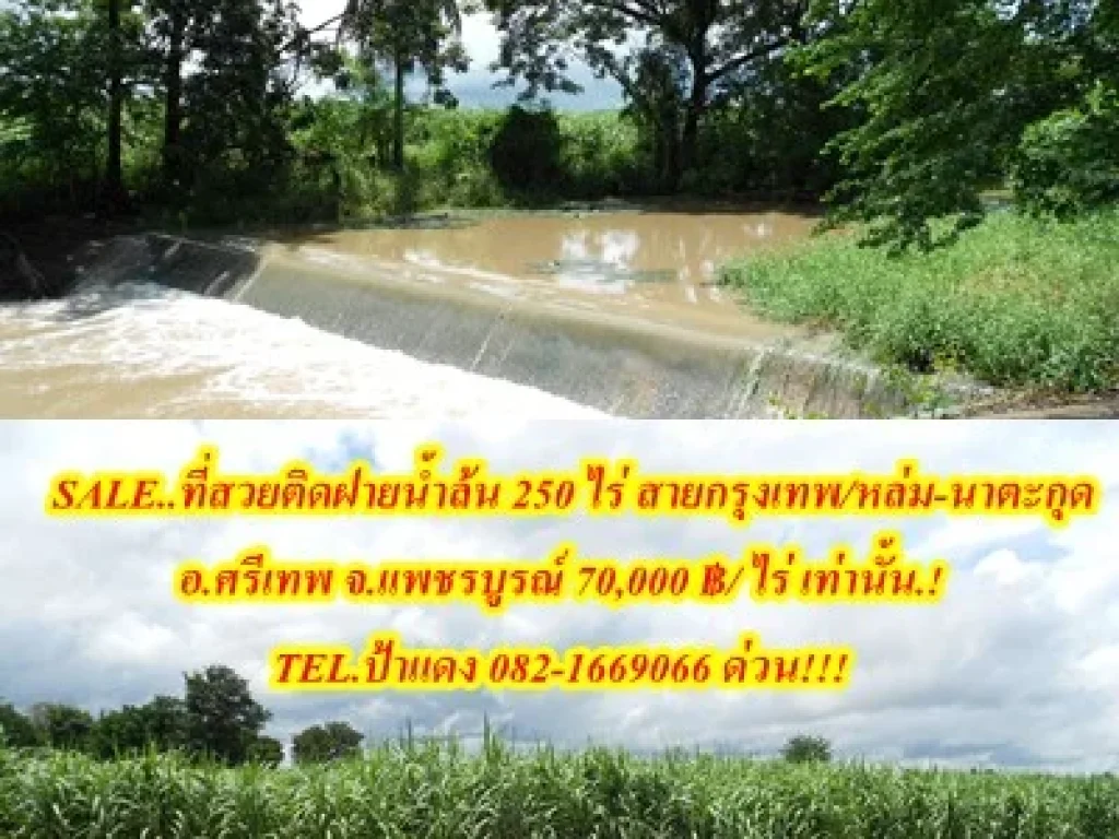 SALE ที่ราบติดฝายน้ำล้นตลอดปี 250 ไร่โฉนด อศรีเทพ จเพชรบูรณ์ 70000 ฿ไร่