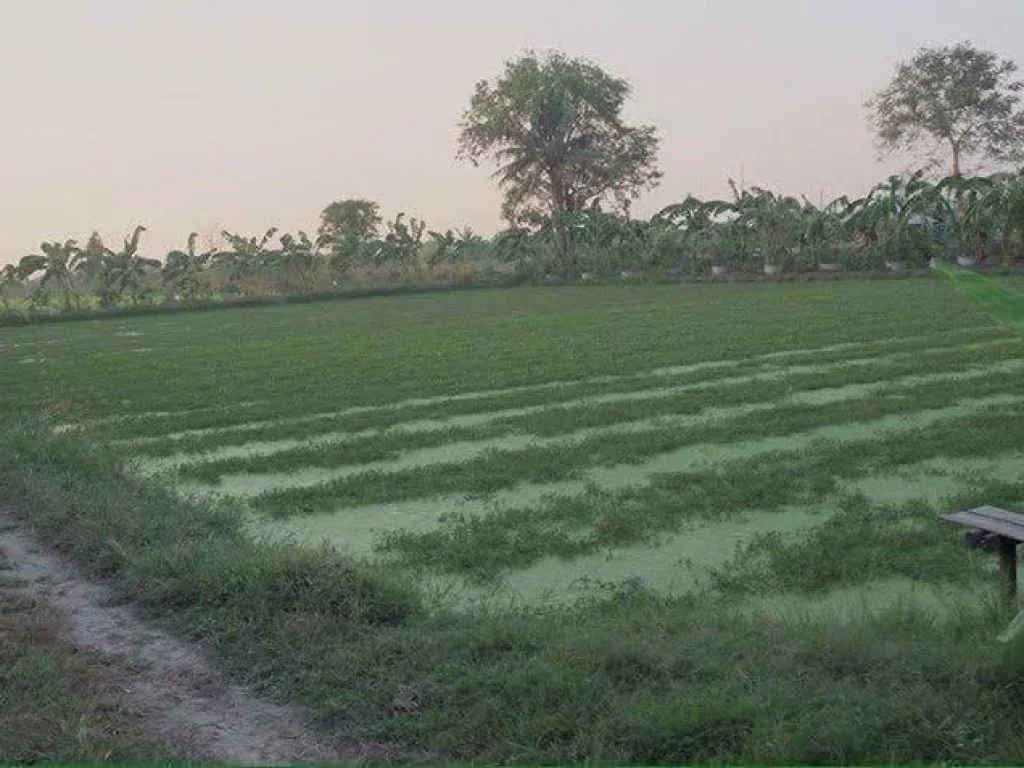 ขายที่ดิน คลอง 9 สามวาตะวันออก ซอยวัดศรีสุขสถาพร