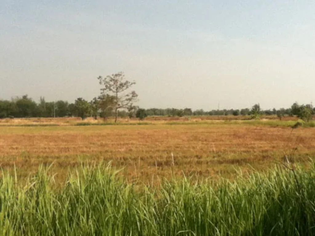 ขายที่ดินย่านหนองแค สระบุรี เหมาะแก่การทำธุรกิจ ด่วนๆ